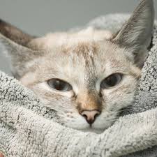 Como Hacer Ropa Casera Para Gatos Sin Gastar Dinero
