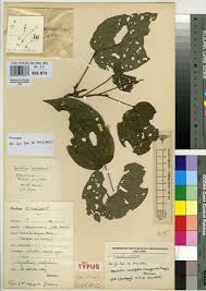 Image result for Albertisia