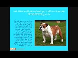 بيتس جوت ويب لشراء وبيع الحيوانات تقدم لكم مواصفات كلب بول دوج petsgotweb حيوان كلب الجوت