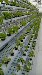 Our groclean channels are a proprietary design that has been optimized over 35+ years of research and redesign. A Frame Nft System Hydroponics Systems For Home School Office Restaurants Greenoponics