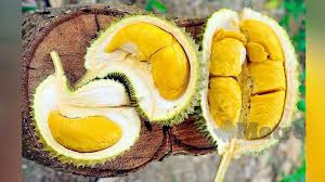 1 biji durian mempunyai berat purata 2kg. Musang King Yang Lahir Di Malaysia Mahal Sebab