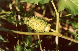 Image result for Datura