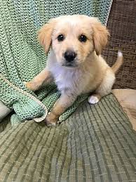 Golden retriever puppies for adoption and rehoming updated their profile picture. Marshall Tx Golden Retriever Meet Buddy A Pet For Adoption
