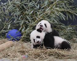 The toronto zoo takes pride in educating and engaging those who take an active interest in ways to save and protect species. Toronto Zoo S Giant Panda Cubs Named Cnn