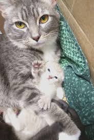 A Mother S Love Cute Cats Mama Cat Pretty Cats