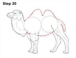 Huge collection, amazing choice, 100+ million high quality, affordable rf and rm images. How To Draw A Camel Bactrian
