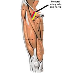 Collectively, they act to dorsiflex and invert the foot at the ankle joint. Upper Leg Muscles Anterior Diagram Quizlet