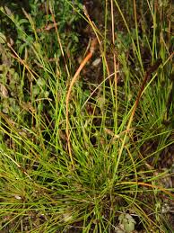 Image result for Eleocharis complanata