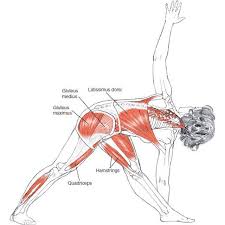 Trikonasana Anatomy Muscles On The Red Area Are Latissimus Dorsi Gluteus Medius Gluteus Maximus Hamstrings Qu Yoga Anatomy Yoga Muscles Yoga Postures