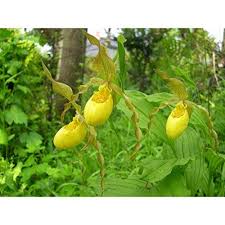 Dort sind sie bis ca. Garten Orchideen Cypripedium Pubescens Freiland Gelbe Frauenschuh Orchideen Bereit Zu Pflanzen Amazon De Garten Frauenschuh Orchidee Orchideen Frauenschuhe