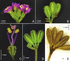 Image result for Boerhavia