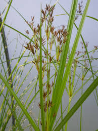 Image result for Cyperus longus