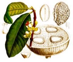 Image result for Mammea