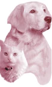 We did not find results for: Pets At Peace Pet Cremations Facebook