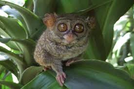Fauna Peralihan Pengertian Ciri Ciri Contoh Dan Gambar