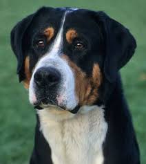Welcome to swisskiss greater swiss mountain dogs! Greater Swiss Mountain Dog Breed Information
