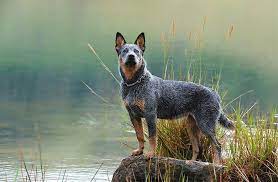 Australian Cattle Dog Breed Information Pictures Characteristics Facts Dogtime