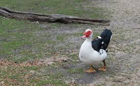 نتیجه جستجوی لغت [canard] در گوگل