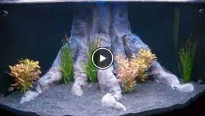The page includes forums too. 10 Great Ideas How To Decorate A Fish Tank With House Hold Items
