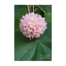 Image result for Dombeya lastii