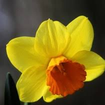 Crowdfunding to donate to Seal and Shore Watch UK