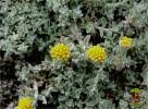 Image result for Helichrysum ellipticifolium