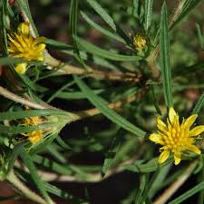 Image result for Geigeria schinzii