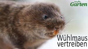 Dieser artikel erklärt ausführlich wie sie effektiv wühlmäuse vertreiben und wühlmäuse bekämpfen. Wuhlmause Muss Man Vertreiben Mdr Garten Youtube