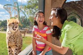 Busch gardens tampa wild & wicked weekend. Discount Busch Gardens Tampa Tickets And Coupons To Get In For Cheap