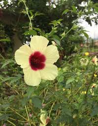 Image result for Hibiscus surattensis