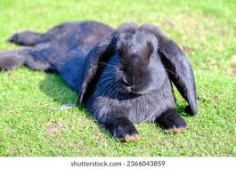 Image result for tbn:nuNU7FPK4A54yM::rvforsaleguide.com/images/bunny-resting-picture.jpg