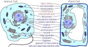 Animal Versus Plant Cell Structures Https Diy Org Skills Biologist Animal Cell Plant Cell Plant And Animal Cells