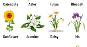 Here we have tried to collect some of the beautiful pretty yellow flowers with a list of yellow flowers with pictures. List Of Flower Names A To Z Archives Lessons For English