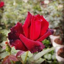 ورد جوري غزة rose plants flowers