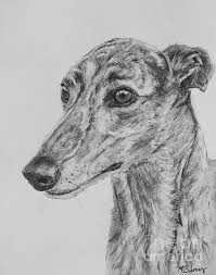 Black And White Greyhound Brindle Greyhound Face In Profile By Kate Sumners In 2020 Greyhound Art Dog Art Greyhound Tattoo