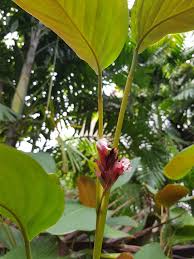 Image result for Marantochloa