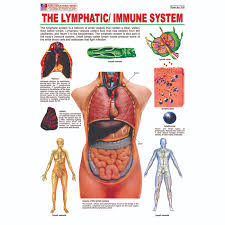Chart No 279 The Lymphatic Immune System