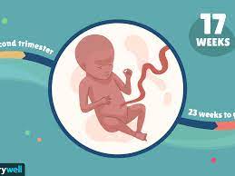 Your baby's skeleton is changing from soft cartilage to bone. 17 Weeks Pregnant Baby Development Symptoms And More