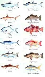 More Examples Of The All The Fish In The Florida Keys Fish