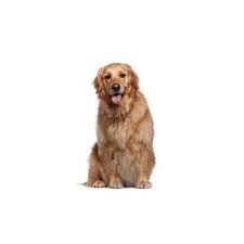 Why buy a golden retriever puppy for sale if you can adopt and save a life? Golden Retriever Puppies Petland Dalton
