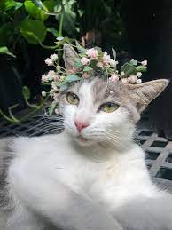 Pin By Krista Jenkins On Gladiolus Cats Flower Crown Cat Photography