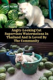 They Tried To Put Me On The Cover Of Vogue Cat Angry Looking Cat Supervises Watermelons In Thailand And Is Loved By The Community In 2020 Watermelon Farming Watermelon Girl Humor