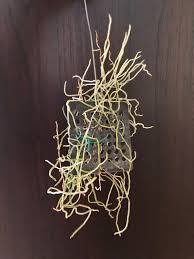 Image result for Microcoelia globulosa