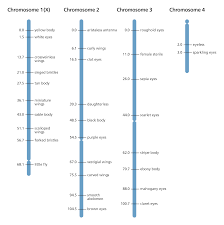 How Do You Map A Genome Facts Yourgenome Org