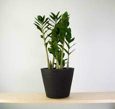 Zz Plant In Black Tiger Pot Black Tigers Pot Designs Best Indoor Plants