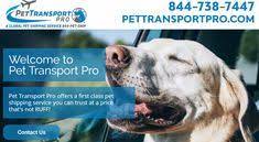 Use our resource guide to find and contact pet transport services. Pet Transport Pro Pettransportpro Profile Pinterest