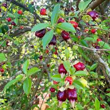 Image result for Riocreuxia