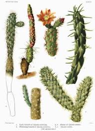 Image result for Austrocylindropuntia