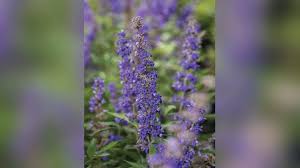 Image result for Vitex franceseana