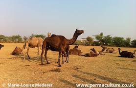 The image is available for download in high resolution quality up to 4928x3264. Traditional Camel Pastoralism Creates Biodiversity